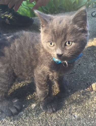 C9 Litter-Noah-ADOPTED