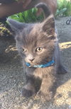 C9 Litter-Noah-ADOPTED