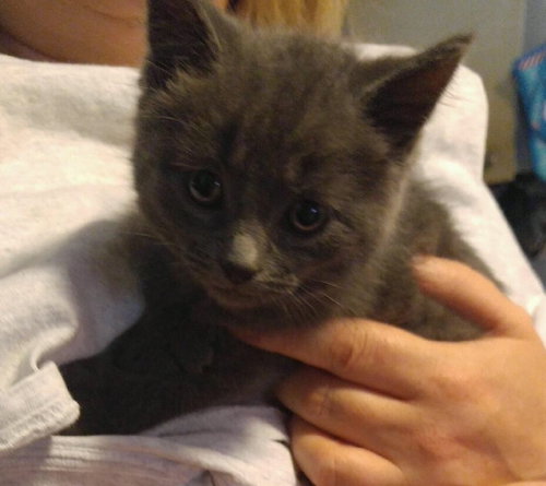 C9 Litter-Natalie-ADOPTED