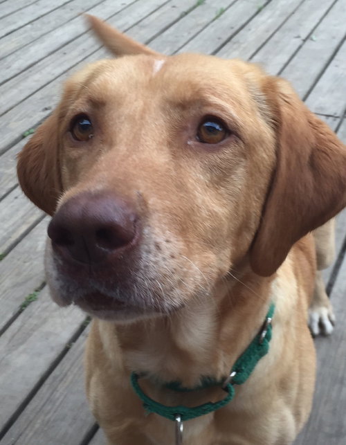 Charlie Brown-ADOPTED