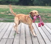 Charlie Brown-ADOPTED