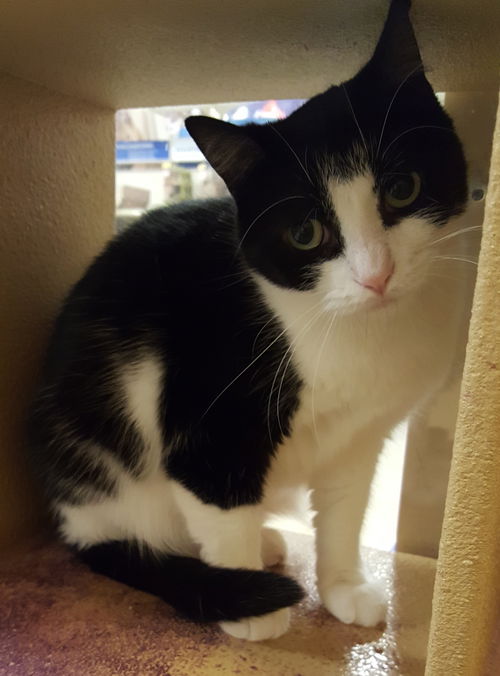 Roy-ADOPTED
