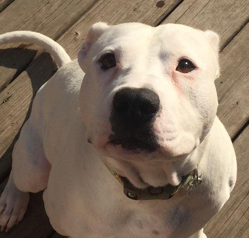 Brutus-ADOPTED