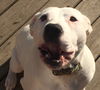 Brutus-ADOPTED