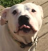 Brutus-ADOPTED