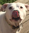 Brutus-ADOPTED
