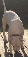 Brutus-ADOPTED