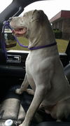 Brutus-ADOPTED