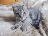 Boo-ADOPTED