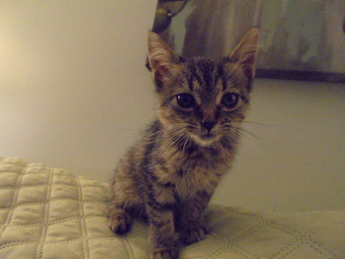 Boo-ADOPTED