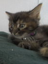 C16 Litter-Tillie-ADOPTED