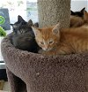 C16 Litter-Buttons-ADOPTED