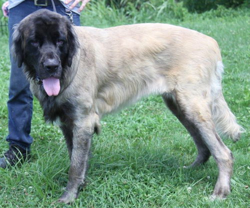 Mocha-ADOPTED