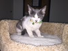 C18 Litter-Pete-ADOPTED