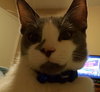C18 Litter-Pete-ADOPTED