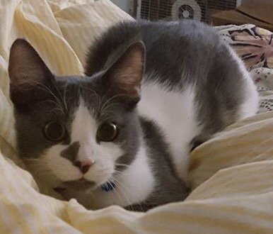 C18 Litter-Pete-ADOPTED