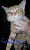 C19 Litter-Goldfinger-ADOPTED