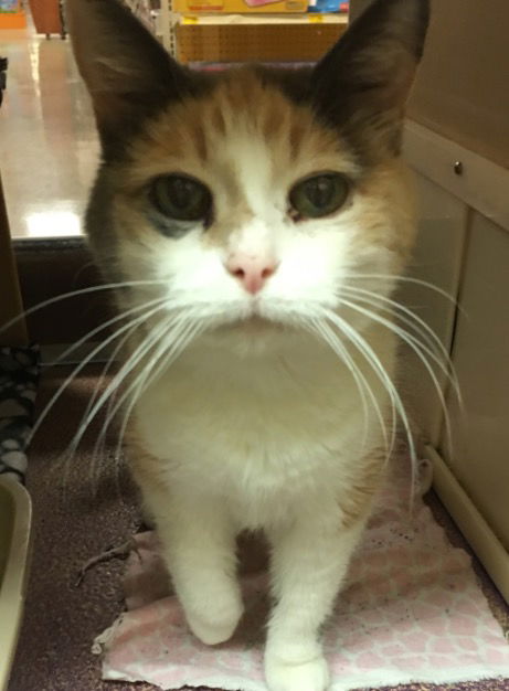 Butterscotch-ADOPTED