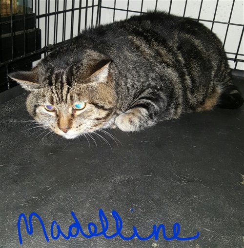 Madeline-ADOPTED
