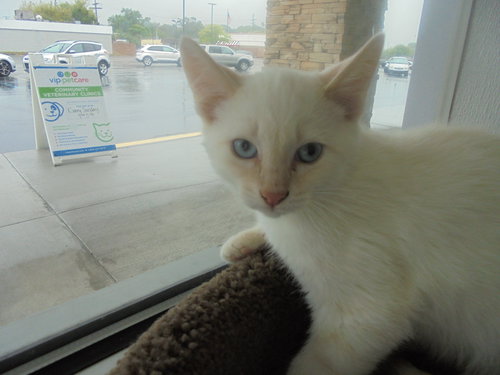 C20 Litter-Ghost-ADOPTED