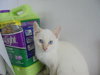 C20 Litter-Ghost-ADOPTED