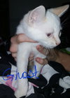C20 Litter-Ghost-ADOPTED