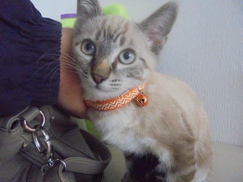 C20 Litter-Drego-ADOPTED