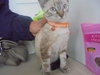 C20 Litter-Drego-ADOPTED
