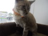 C20 Litter-Drego-ADOPTED
