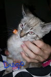 C20 Litter-Drego-ADOPTED