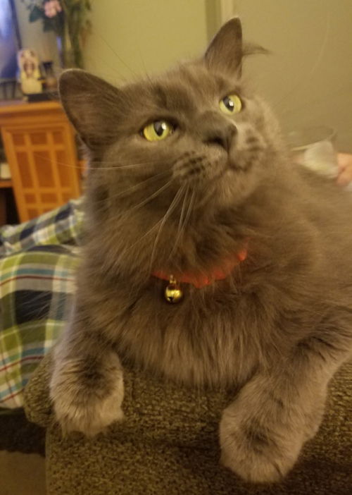 Smokey-ADOPTED