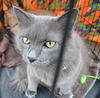 Smokey-ADOPTED