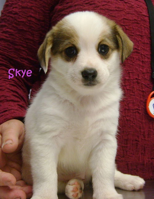 D10 Litter-Skye-ADOPTED