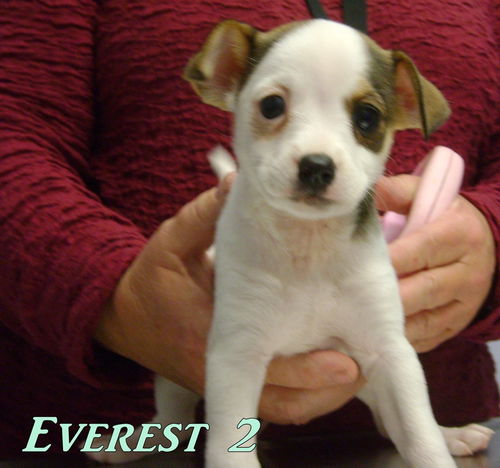 D10 Litter-Everest-ADOPTED