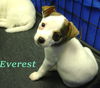 D10 Litter-Everest-ADOPTED