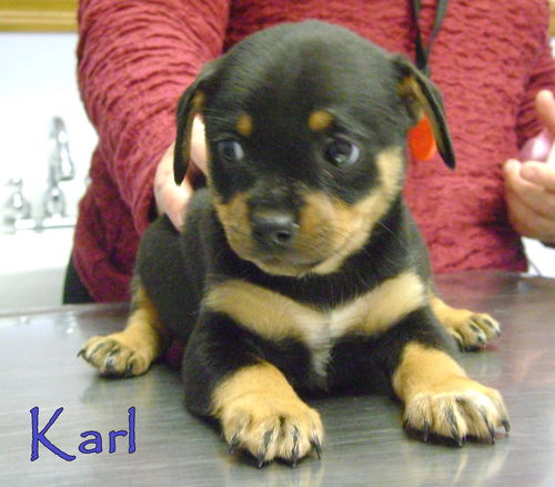 D10 Litter-Karl-ADOPTED