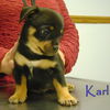 D10 Litter-Karl-ADOPTED