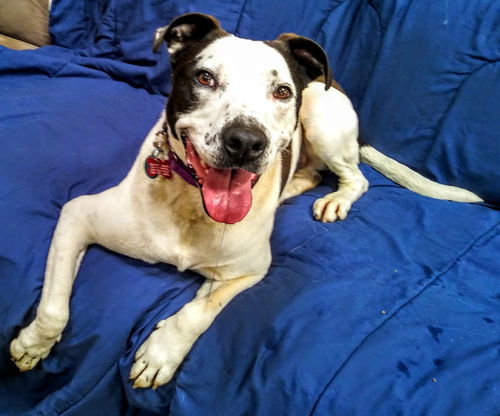 Pongo - ADOPTED