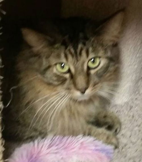 Nutmeg-ADOPTED
