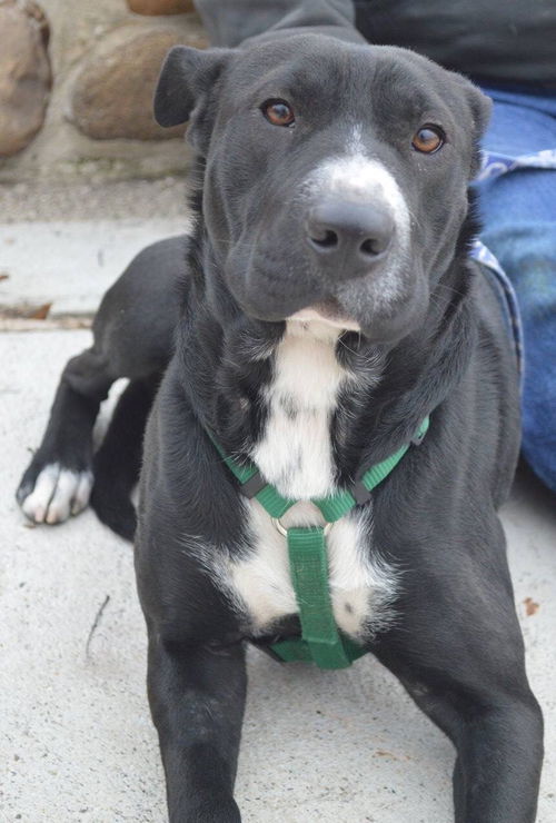Jordin-ADOPTED