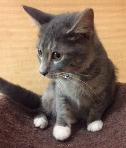 C21 Litter-Moto-ADOPTED (missing)
