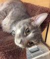 C21 Litter-Moto-ADOPTED (missing)