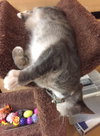 C21 Litter-Moto-ADOPTED (missing)
