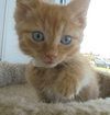 C22 Litter-Prince-ADOPTED