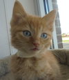 C22 Litter-Prince-ADOPTED