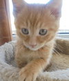 C22 Litter-Prince-ADOPTED