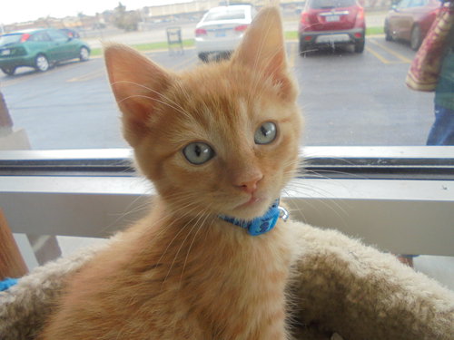 C22 Litter-Prince-ADOPTED