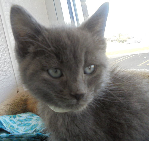 C22 Litter-Bono-ADOPTED