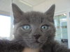 C22 Litter-Bono-ADOPTED
