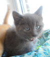 C22 Litter-Bono-ADOPTED